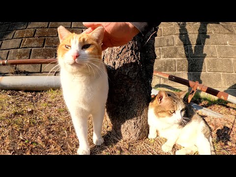 広場に行ったら、大きな猫達が気持ちよさそうに日光浴をしていた(YouTube)