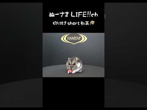 【ハムザップ】回れば痩せる→逆に太ってね？#ハムスター  #shorts(YouTube)