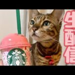 【生配信2/19】南の方では春一番が吹いたそうなので猫達と一緒に春を待ちわびませんか？生配信(YouTube)