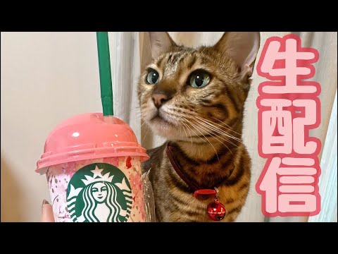 【生配信2/19】南の方では春一番が吹いたそうなので猫達と一緒に春を待ちわびませんか？生配信(YouTube)