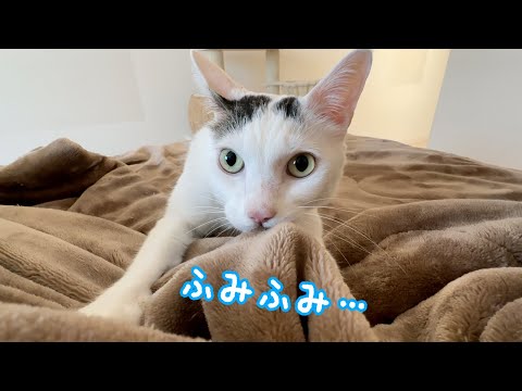 久々に子猫返りするチロさん(YouTube)
