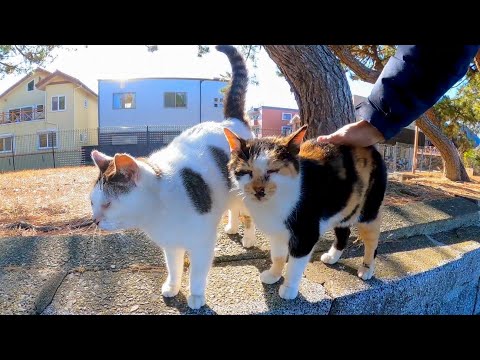 海沿いの公園に座ると野良猫が寄ってきて楽しい(YouTube)