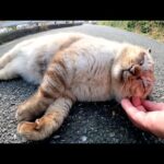 いかつい顔のシャム猫が可愛い声で「モフってくれ！」と話しかけてきた(YouTube)