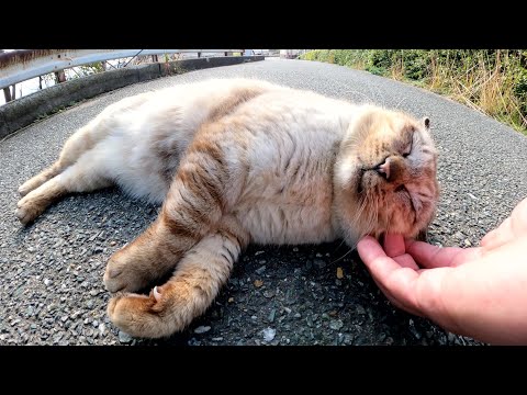 いかつい顔のシャム猫が可愛い声で「モフってくれ！」と話しかけてきた(YouTube)