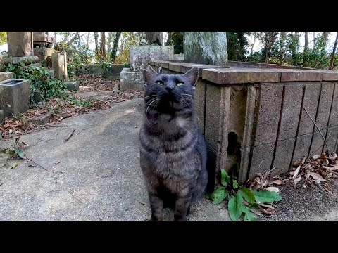 お墓にいた黒猫ちゃん、ゴロゴロ甘えてきた(YouTube)