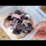 ラットが産んだ子供の量がヤバすぎる(YouTube)