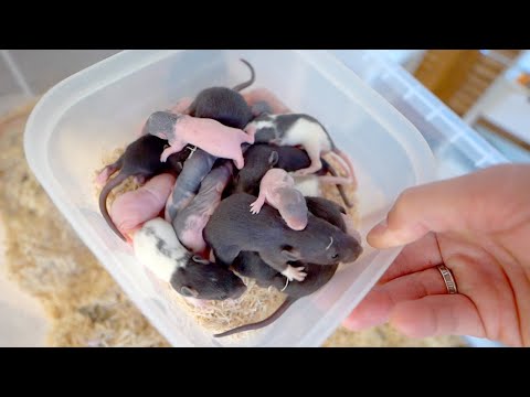 ラットが産んだ子供の量がヤバすぎる(YouTube)