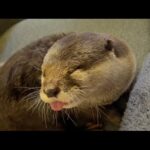 見えない位置からツンツンしたら期待通りの反応をしてくれたカワウソ！ The otter reacted as expected when I tsunted it.(YouTube)