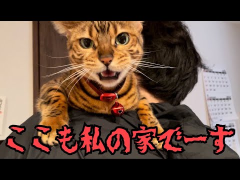 実家到着5秒でボス猫に就任するうちの女王猫(YouTube)