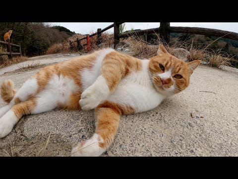 嫉妬深い茶シロ猫が茶トラ猫を追い払ってゴロゴロと甘えてきた(YouTube)
