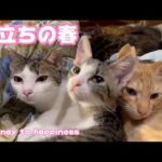 旅立ちの春 Journey to happiness(YouTube)
