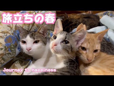 旅立ちの春 Journey to happiness(YouTube)