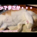 エッ？まさかの生存確認 Confirmation survival(YouTube)