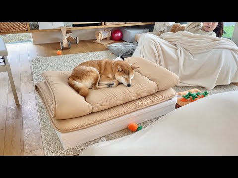 久々に布団出したら柴犬がえらく気に入ってしまい困っている(YouTube)