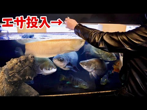 ワニガメ&巨大魚がいる水槽にエサを投入すると・・・(YouTube)