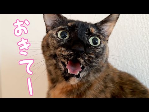 ママを起こしに来る朝ごはん前の猫たち(YouTube)