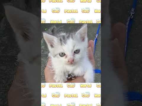 手のひらに乗ってしまうほど小さな子猫のネコ吉  #shorts #手乗り子猫(YouTube)