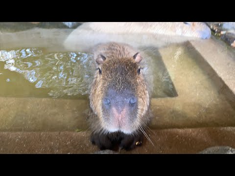 カピバラとビーバー(YouTube)