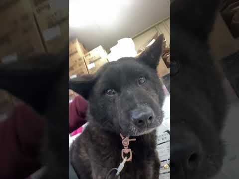 呼んで無いのに勝手に寄ってきたレスキューした甲斐犬(YouTube)