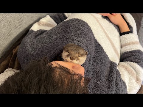 カワウソによって飼い主の昼寝中に大変なことになってた otter caused a lot of trouble while his owner was napping(YouTube)