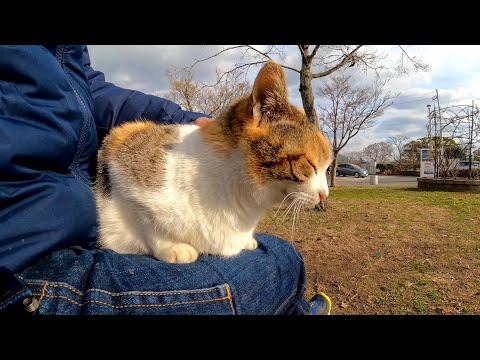 公園のテーブルに座ると猫が膝の上に乗ってきて寛ぎだした(YouTube)