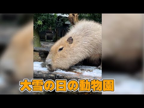白銀の動物園で、雪を食い尽くす動物現る。/学校の帰り道雪食べたことある人✋(YouTube)
