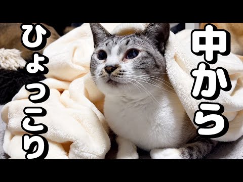 毛布の中でモゾモゾしてて何かと思ったら中から天使が出てきました…【柴犬と猫】(YouTube)