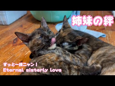 姉妹の絆 ずっと一緒 The eternal love ココの容態(YouTube)