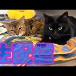 【生配信2/5】オネムな猫さんでも見て今夜はほっこりしませんか？生配信(YouTube)