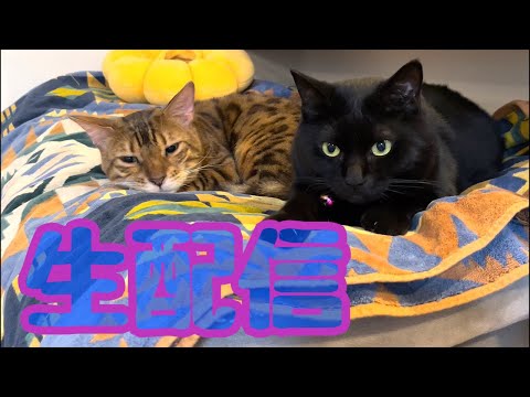 【生配信2/5】オネムな猫さんでも見て今夜はほっこりしませんか？生配信(YouTube)