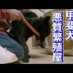 【繁殖崩壊】レスキューした11頭の甲斐犬に首輪付けていきます‼️(YouTube)
