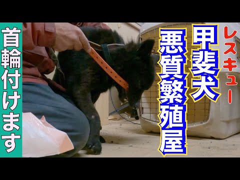 【繁殖崩壊】レスキューした11頭の甲斐犬に首輪付けていきます‼️(YouTube)