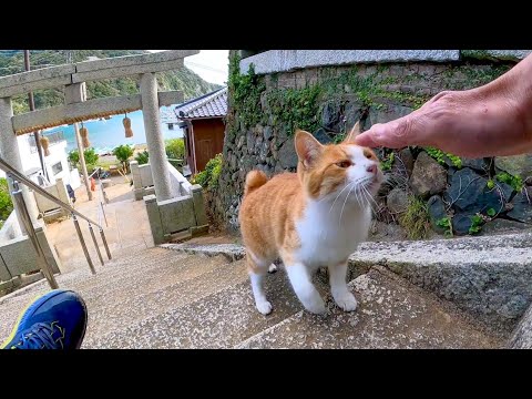 猫島の神社に行くと猫が付いてきたので一緒に参拝してきた(YouTube)