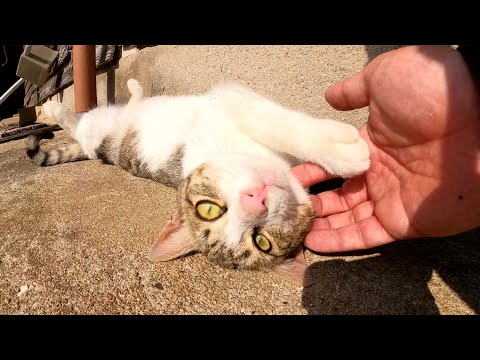 クネクネと転げ回るキジシロ猫ちゃんをモフる(YouTube)