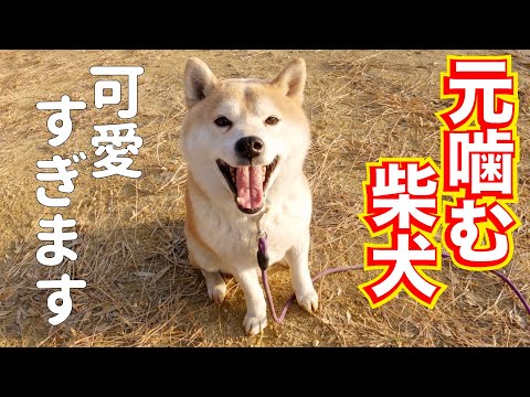 【問題発生】元噛む柴犬エガちゃんが可愛すぎる‼️(YouTube)