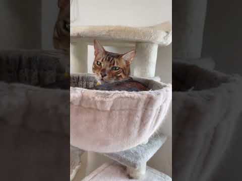 トド猫が走ってくれません…（猫レースダイジェスト2/1）(YouTube)