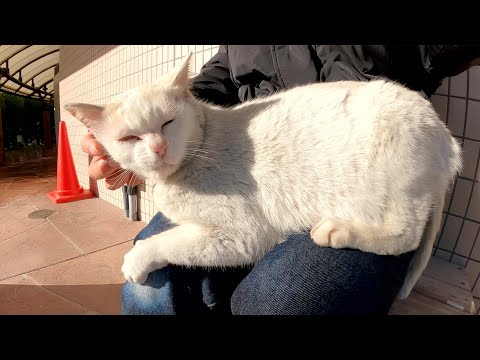 ムスッとした顔の白猫をひざにのせると優しい顔になった(YouTube)