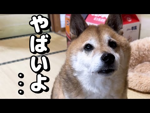 隣の部屋からきた柴犬が心配そうな目で訴えかけてきたので行ってみると…(YouTube)
