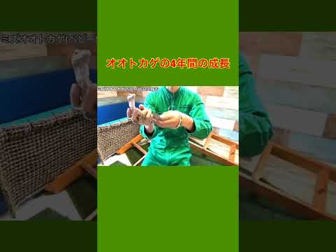 オオトカゲの4年間の成長がヤバいw(YouTube)