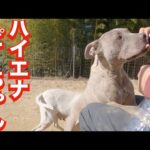 親バカな飼い主がピットブルを飼育するとジャーキーが飲み物になる(YouTube)