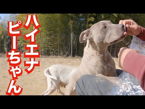 親バカな飼い主がピットブルを飼育するとジャーキーが飲み物になる(YouTube)