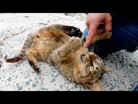 甘噛み攻撃でじゃれついてくるキジトラ猫が可愛すぎる(YouTube)