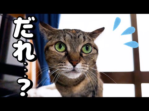 パソコンの画面に写る自分にびっくりした猫がこうなりました…笑(YouTube)