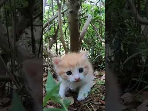 草むらで見掛けた子猫、超カワイイ！ #shorts(YouTube)