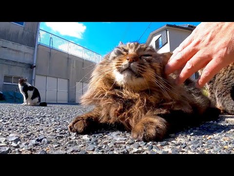 長毛の野良猫は毛のお手入れが大変(YouTube)