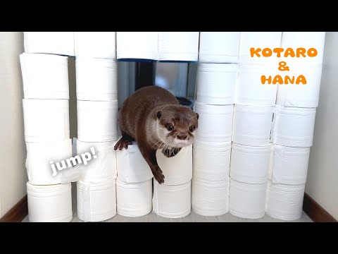 カワウソにトイレットペーパーチャレンジしてみたら驚きの結果に！　Otters React to The Toilet Paper Challenge(YouTube)