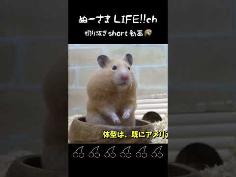 国歌が流れると食事を中断するハムスター#shorts(YouTube)