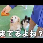 超食いしん坊な犬達に恵方巻をあげたら・・・(YouTube)