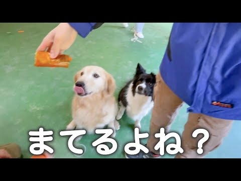 超食いしん坊な犬達に恵方巻をあげたら・・・(YouTube)