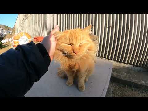 モコモコの茶トラ猫をモフッていたら可愛い仲間猫達も近寄ってきた(YouTube)